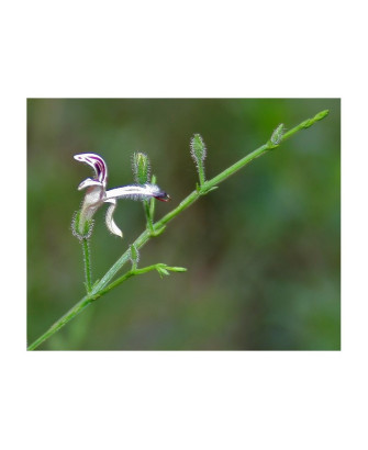Andrographis
