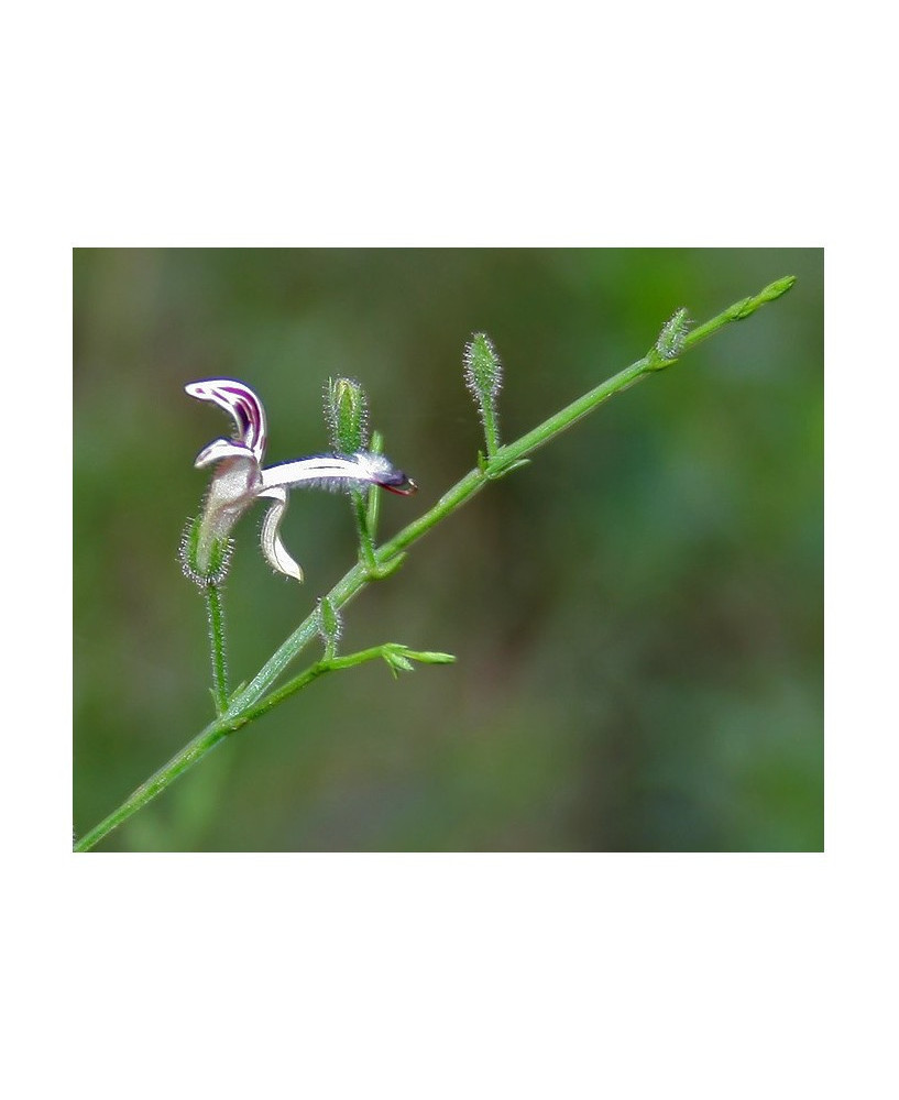 Andrographis