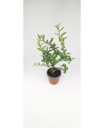 Pyracantha roja cushion