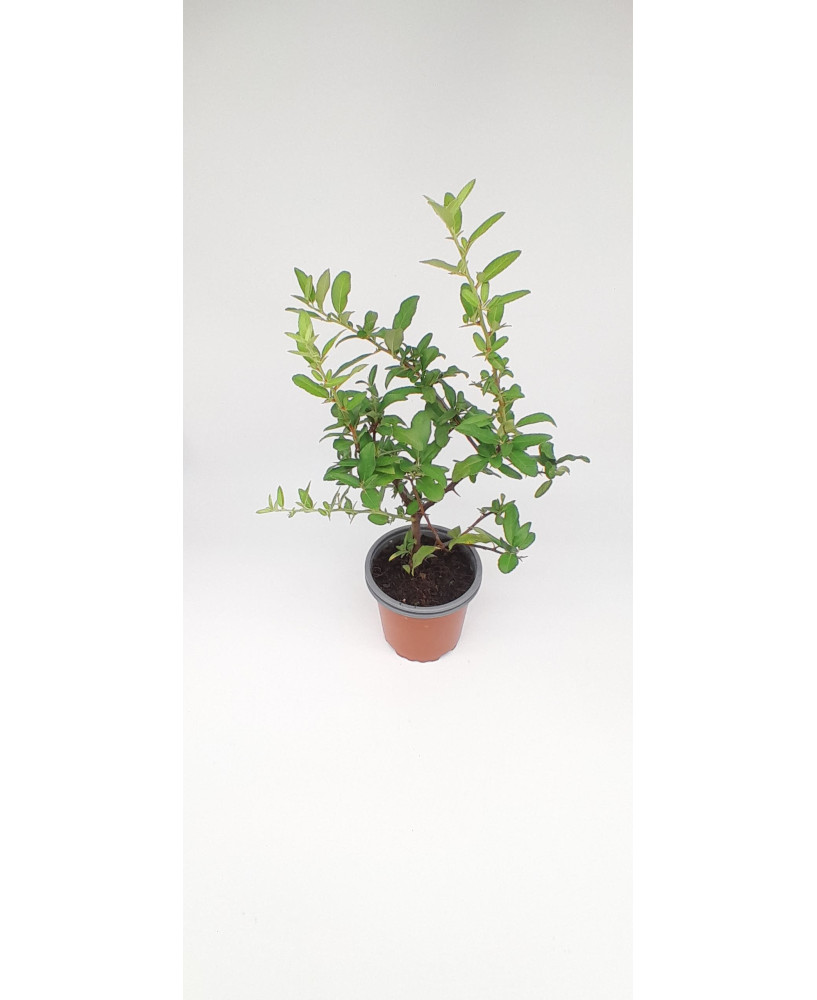 Pyracantha roja cushion