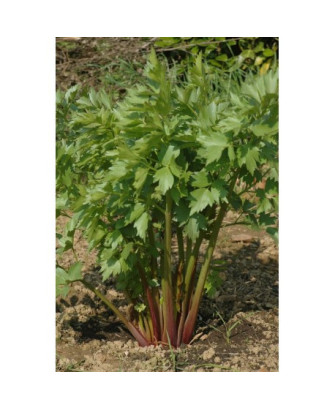 Apio Perenne