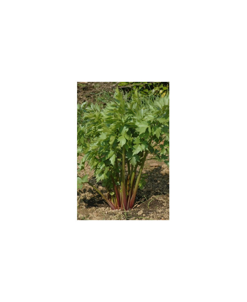 Apio Perenne