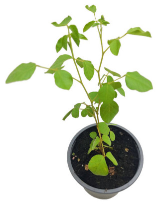 Regaliz de China uralensis