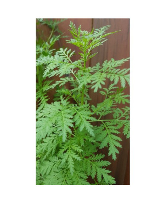 Artemisa annua