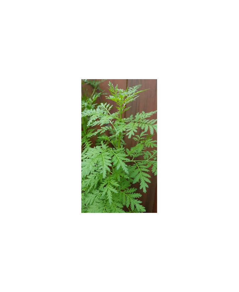 Artemisa annua