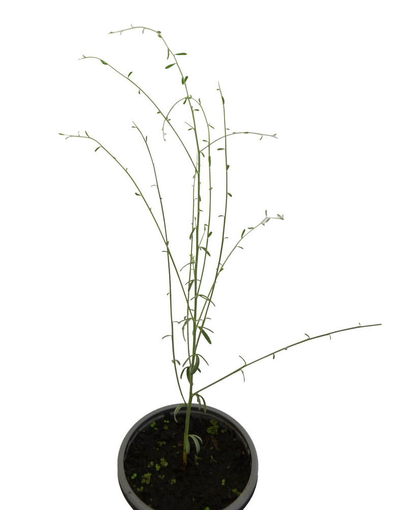 Retama blanca