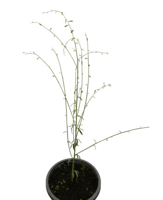 Retama blanca