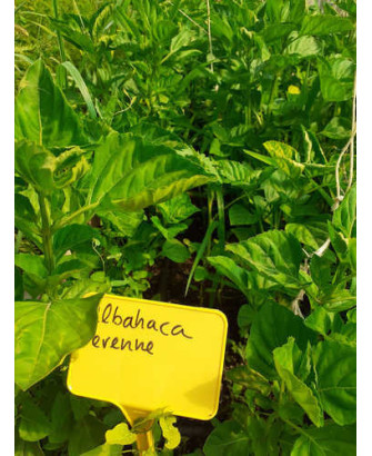 Albahaca perenne