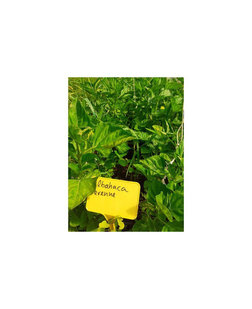 Albahaca perenne