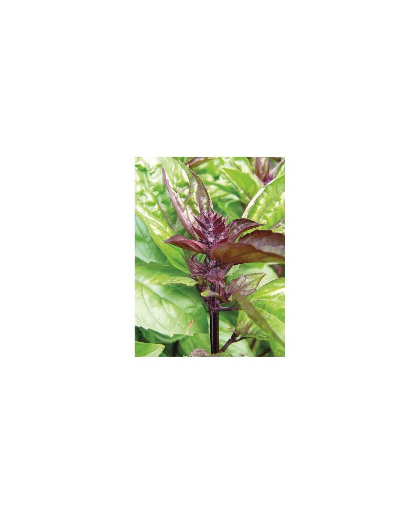 Albahaca canela