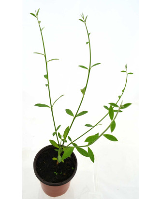 Retama negra