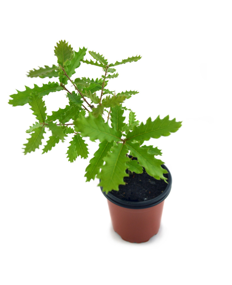 Roble