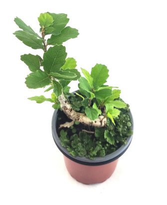 Roble carrasqueño