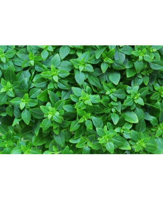 Albahaca sabor anís
