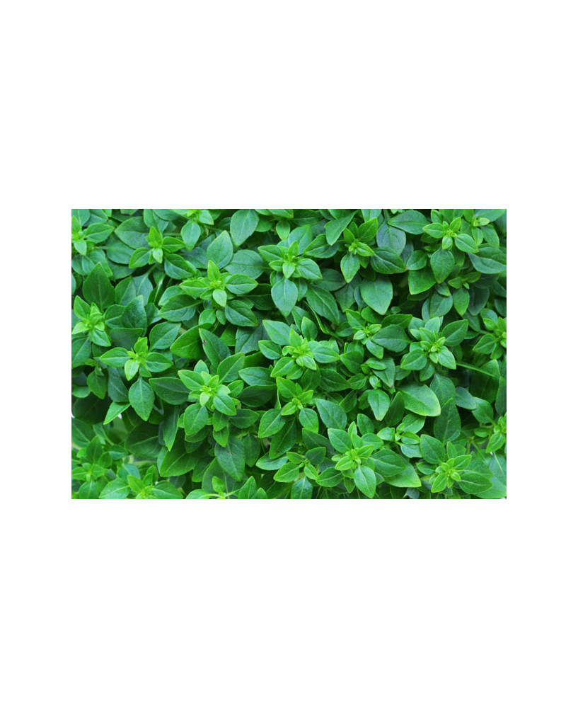 Albahaca sabor anís