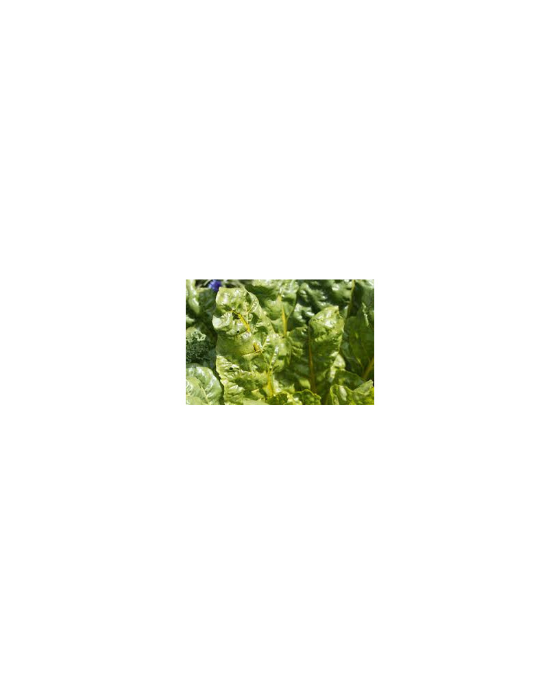 Acelga silvestre
