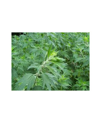 Agripalma