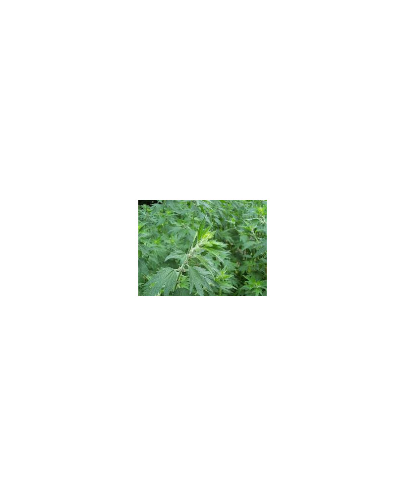 Agripalma