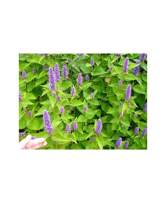 Agastache