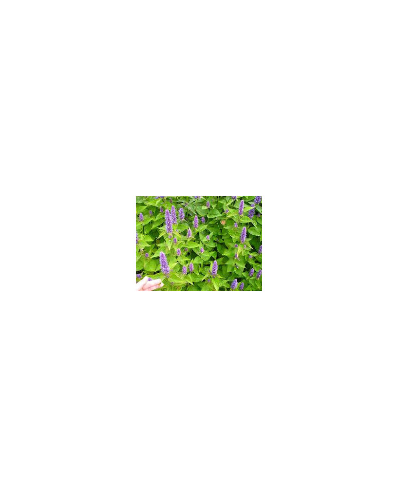 Agastache