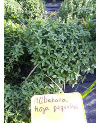 Albahaca estrecha «baja»