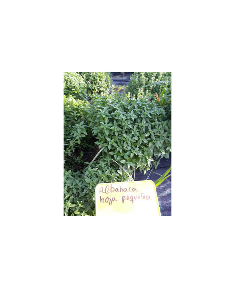 Albahaca estrecha «baja»