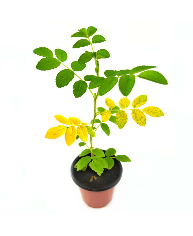 Rosal fruto dulce comestible