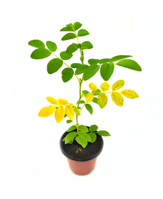 Rosal fruto dulce comestible