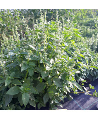 Albahaca estrecha «alta»