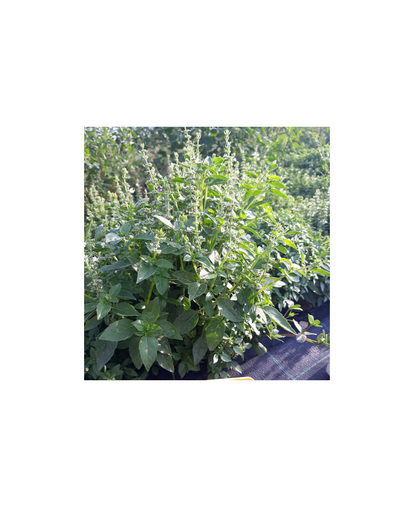 Albahaca estrecha «alta»