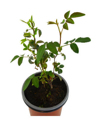 Rosal silvestre