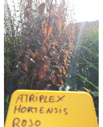 Armuelle Plume Red