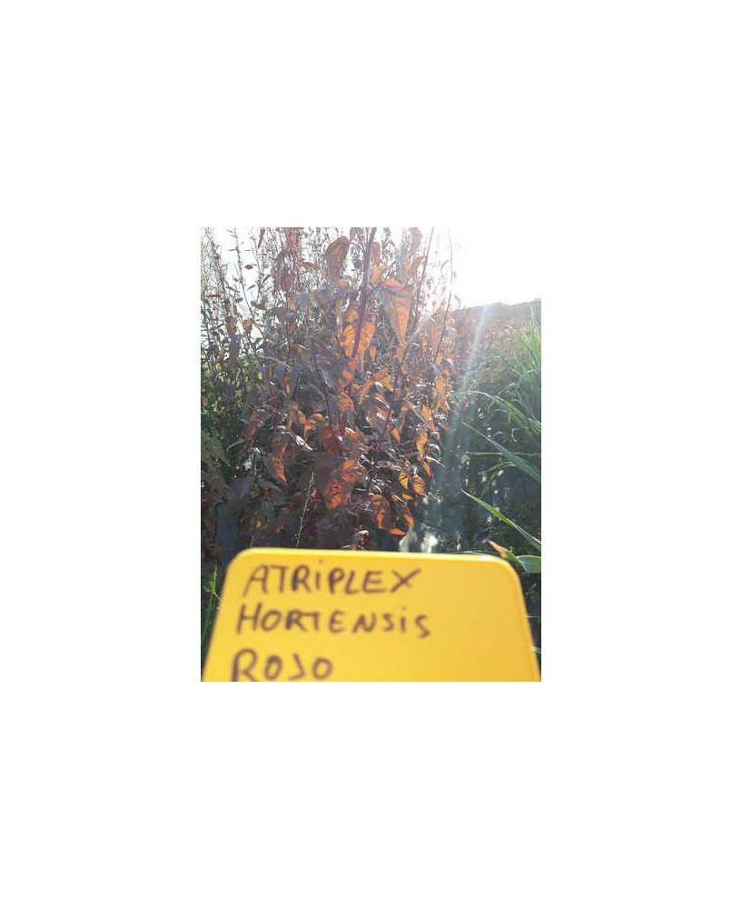 Armuelle Plume Red