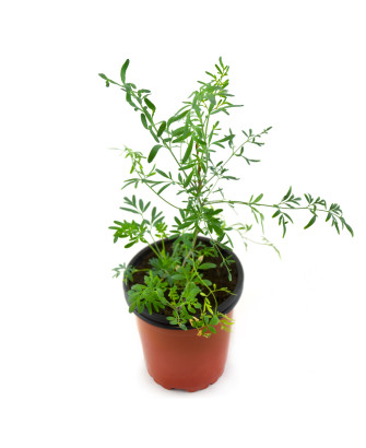 Ruda de hoja estrecha