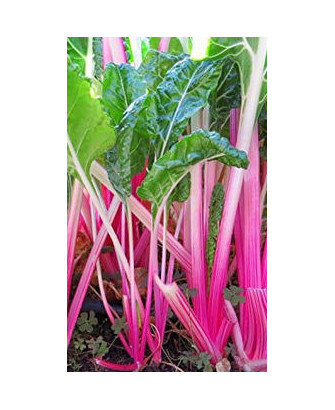 Acelga rosa