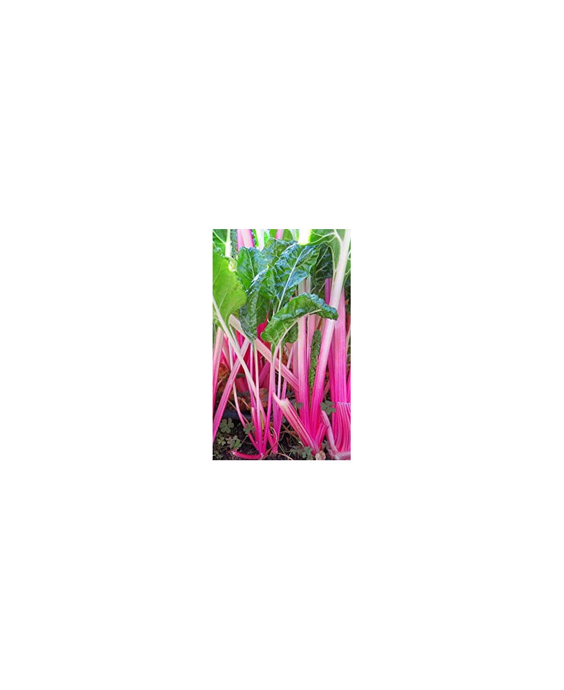 Acelga rosa
