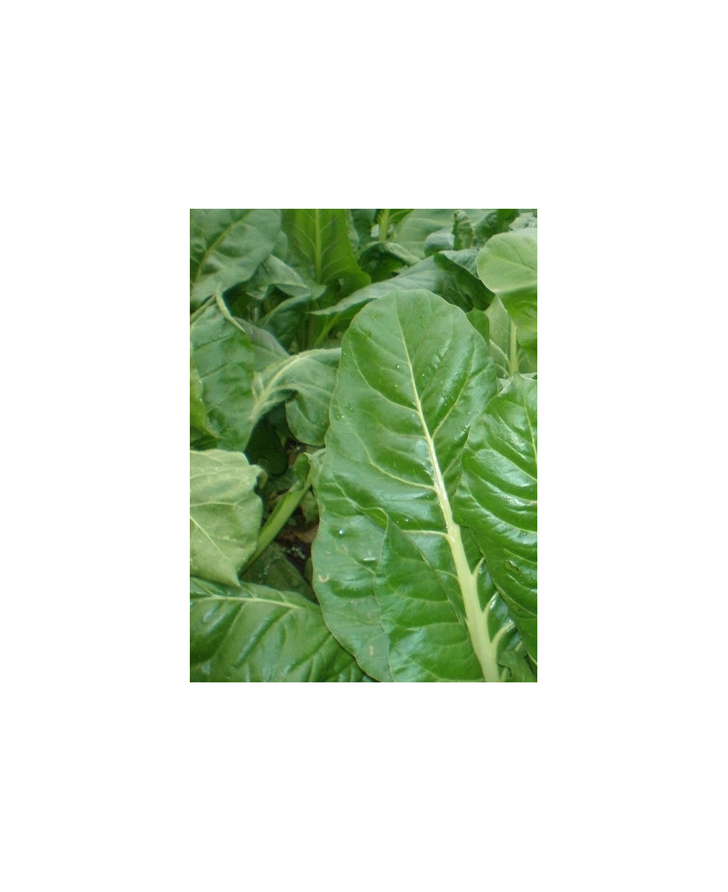 Acelga verde Penca Blanca 3