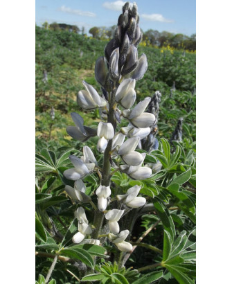 Altramuz blanco