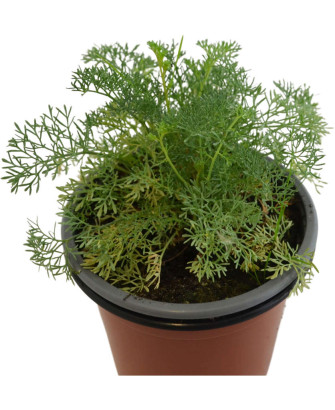 Ruda montesina