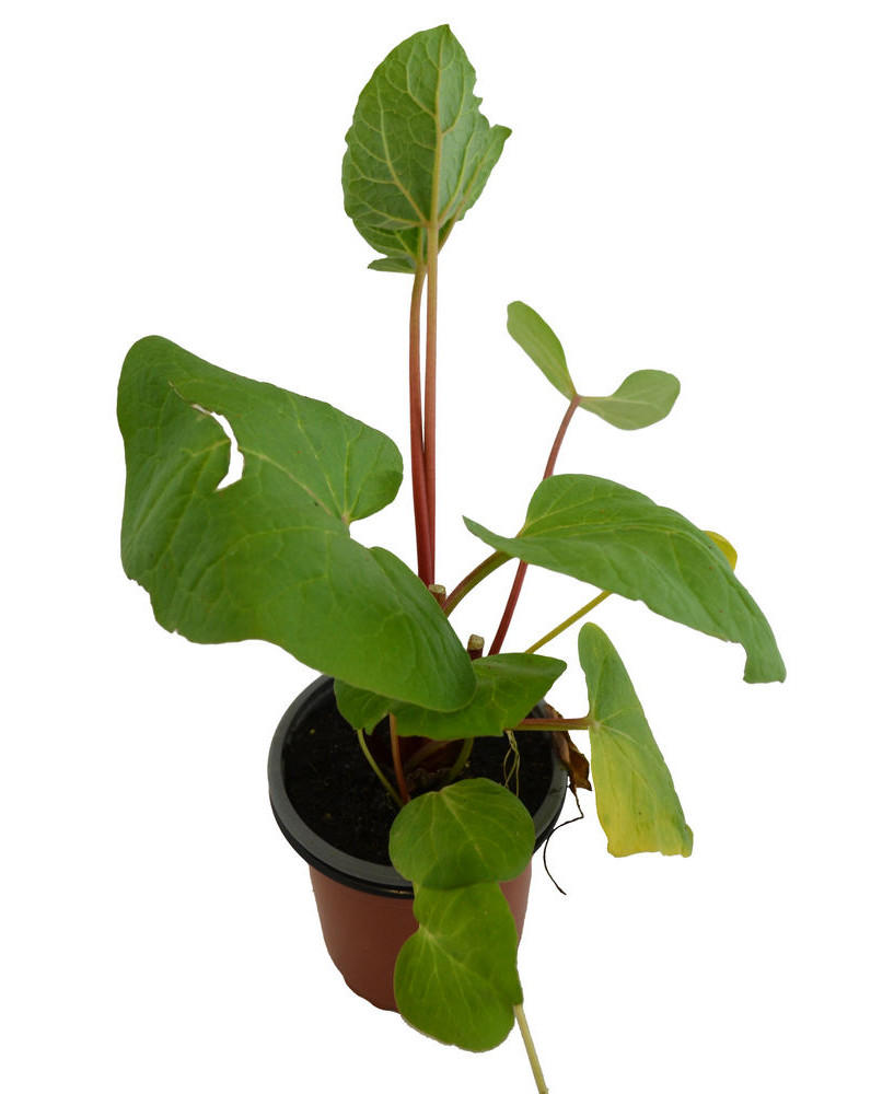 Ruibarbo chino