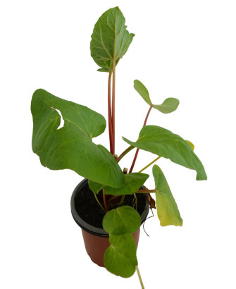 Ruibarbo chino