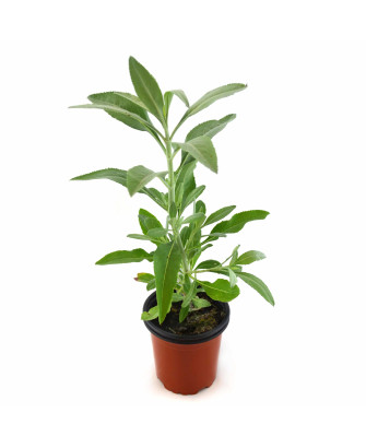 Salvia blanca (incienso)