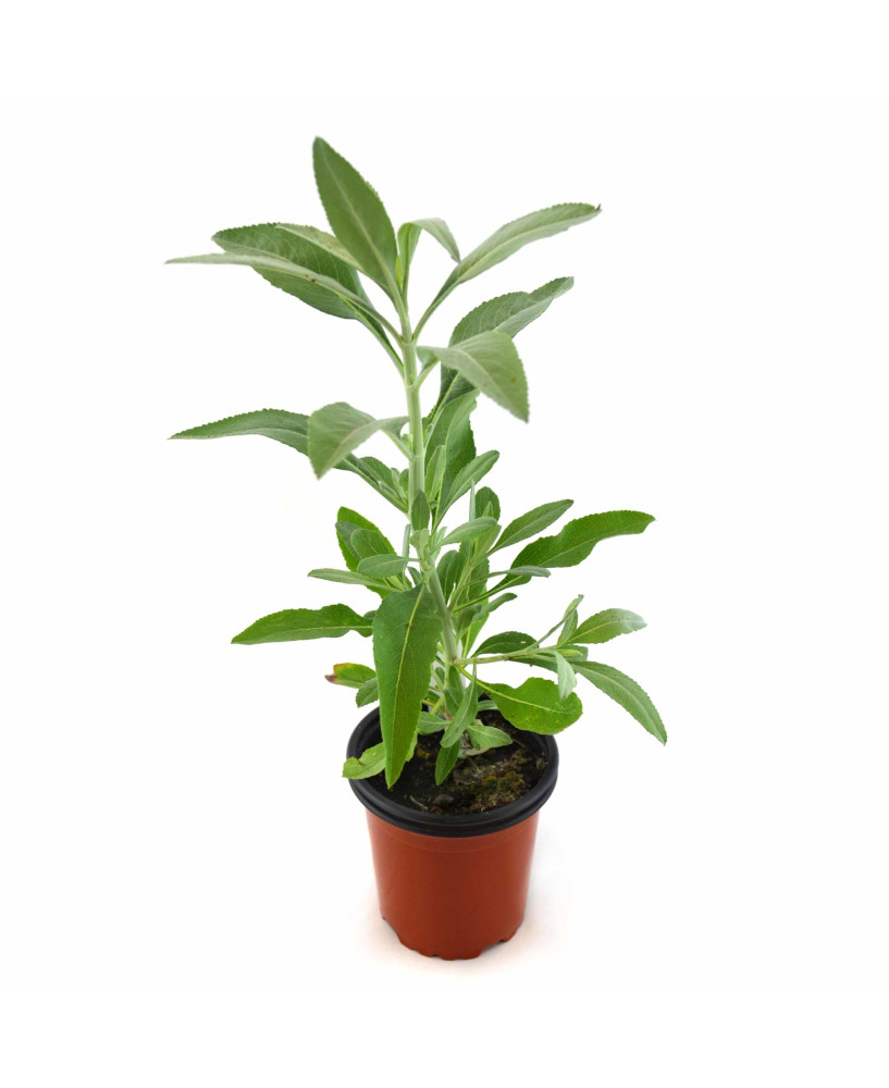 Salvia blanca (incienso)