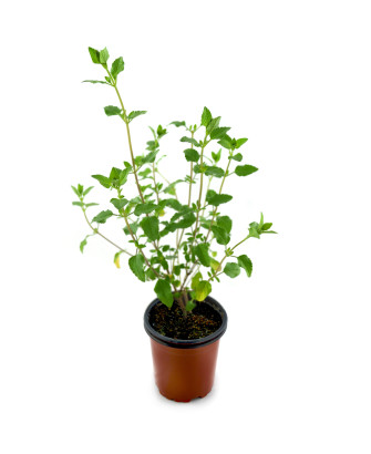 Salvia hoja pequeña