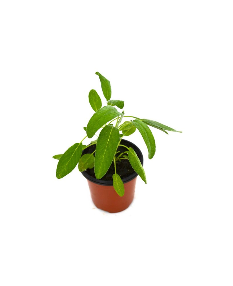 Salvia officinalis