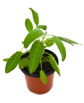 Salvia officinalis