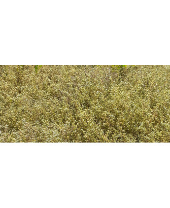 Arenaria roja