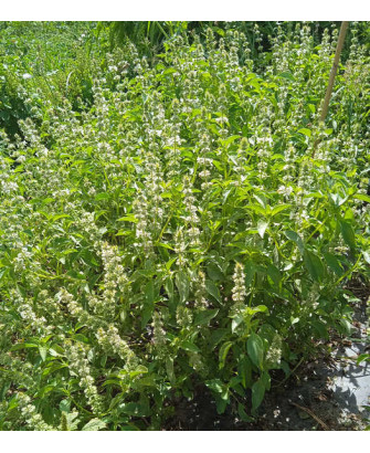 Albahaca olor menta