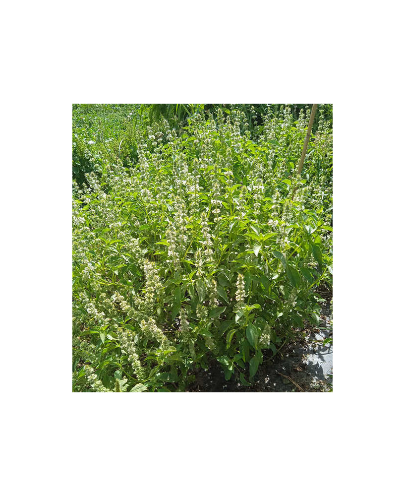 Albahaca olor menta