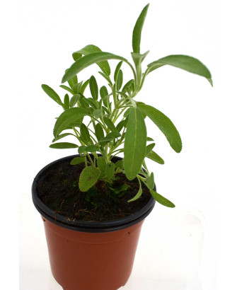 Salvia silvestre